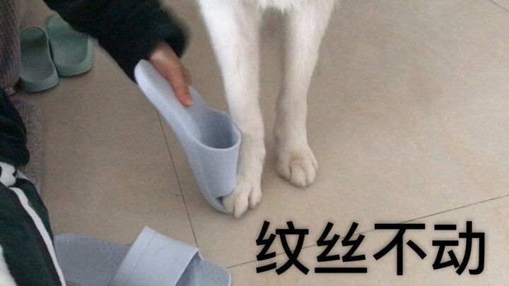 有些狗，红了以后就目中无人