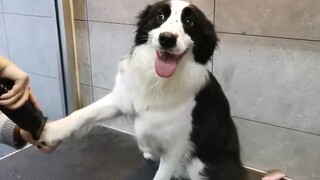 Border Collie yang Jinak, Mandi Tak Merengek, Cuma Senyum