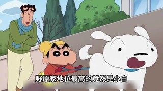 野原家地位最高的竟然是小白，他在院子里吃2000一片的霜降牛肉