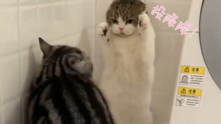 “Life is quirky and unpredictable, but cats are endlessly adorable.”