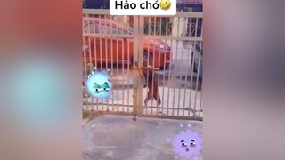 Trốn mẹ đi chơi về kiểu.. pet petlover PetsOfTikTok thúcưng chó chócute ngáo chó_cưng dog chómèohàihước puppylove puppylife puppy puppies xuhuong trending xh fyp corgi husky haihuoc