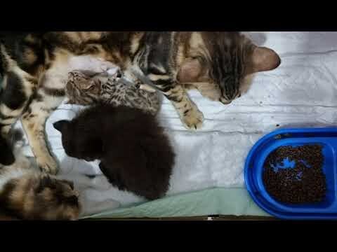Kucing Bengal Merawat Anak Kucing Persia