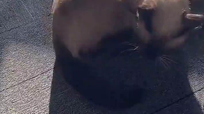 It turns out that this is a donkey rolling
