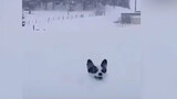 Dogs Playing With The Snow