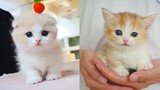 Baby Cats - Cute and Funny Cat Videos Compilation #10 | Aww Animals