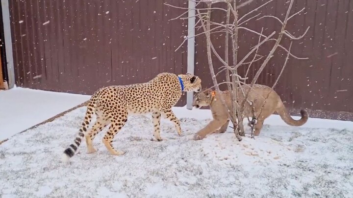 الأسد الأمريكي والفهد يخرجان في نزهة لأول مرة، وميسي يجري هربًا!