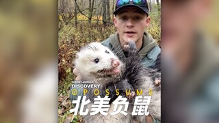 Opossums are not as dirty and ugly as people think.