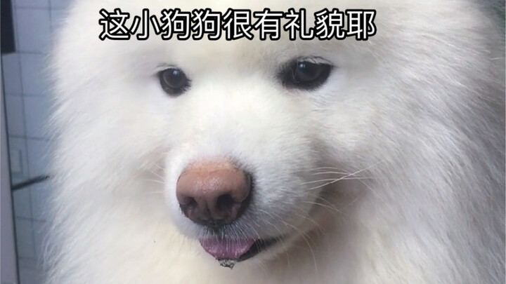 Con cún con này trông có vẻ rất lễ phép nhỉ!