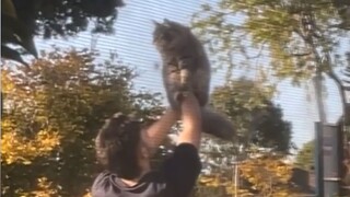 Cats that don’t hit people can actually be so healing!!