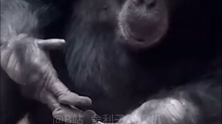 【地球生物搞笑日常#149】