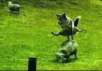 เสร็จแล้ว, บุญกุศลของวันนี้ก็หัวเราะหายไปอีกแล้ว • 96