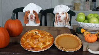 Chef Dogs Make Pies สุนัขตลก Maymo และ Pot Pie