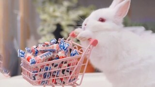 I, the bunny, am about to celebrate the New Year!