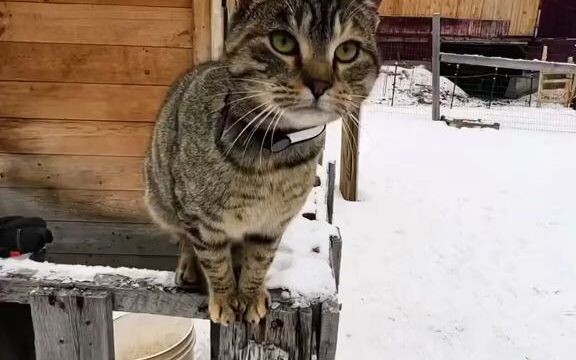 Follow the little kitten on an “impossible mission”: steal the “guard dog’s” food!