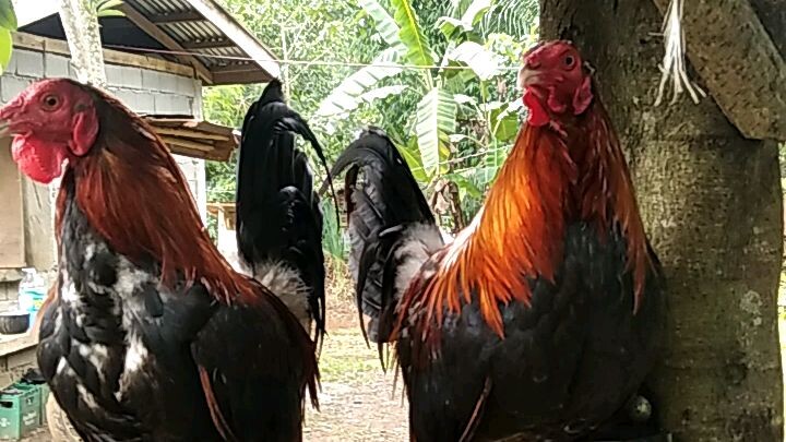 beautyful red chicken