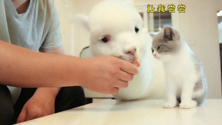 Owner Deliberately Ignores Alpaca, Alpaca Throws a Tantrum After Pleading for Attention Goes Unheede