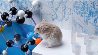 ภารกิจของหนูแฮมสเตอร์ EP 215