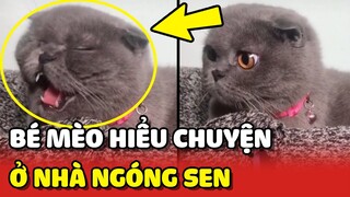 Bé mèo HIỂU CHUYỆN ở nhà TỰ CHƠI 1 mình trong lúc NGÓNG cô chủ về 🥰 | Yêu Lu