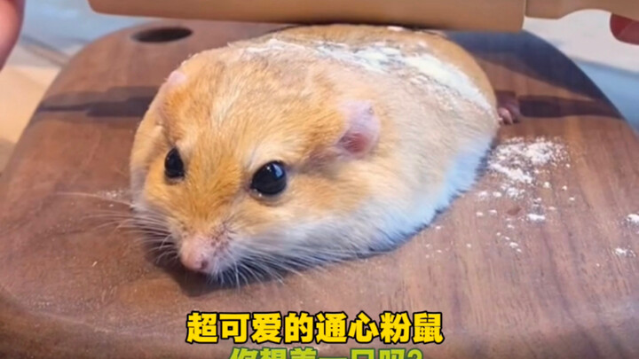 “หนูพาสต้าสุดน่ารัก” คุณอยากเลี้ยงสักตัวไหม?