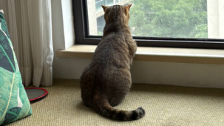 When Mimi was fighting with humans, she heard the little squirrel coming...