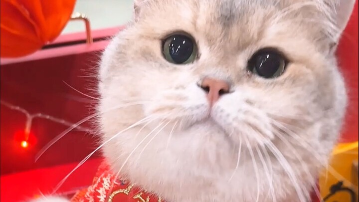 ขออวยพรให้ทุกคนมีความสุขในเทศกาลโคมไฟนะ!