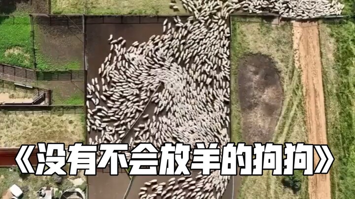 There’s no dog that can’t herd sheep.