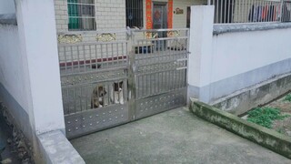 Hai chú cún này sống rất vui vẻ.