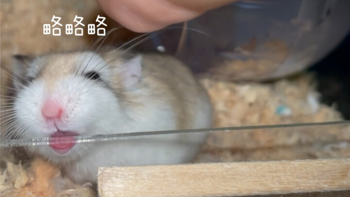 The Consequences of Disturbing the Mouse While It's Sleeping