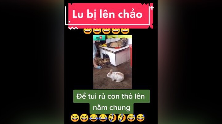 giaitri chócute chómèohàihước   Lu bị lên chảo