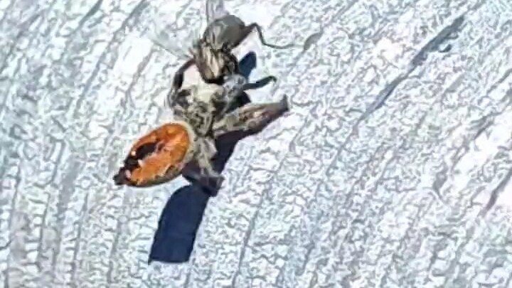 Xem nhện bắt ruồi ở cự ly gần