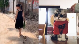 Try Not To Laugh Funny Animal Vines - Funny Tik Tok Animal Videos | Funny Dogs And Cats