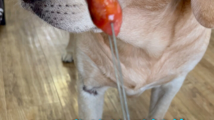 Which big yellow dog wouldn’t eat roasted dog food…?