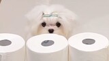 Video by Cute Pet Club