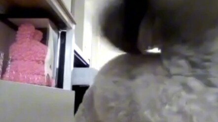 Chó con một ngày ăn bao nhiêu cơm?