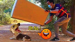 [ Prank Dog ] Big box vs prank dog make super funny - Best prank dog 2021