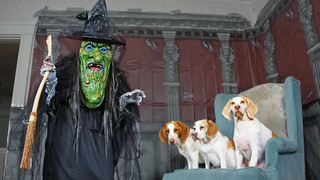 Dogs vs Giant Witch Prank สุนัขตลก Maymo Penny & Potpie