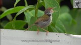 Bird Call: COMMON TAILORBIRD singing after rain