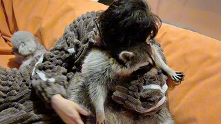 خذ شياو شياو ليلعب قليلاً، يبدو أنه غير راضٍ 🦝 #الراكون الصغير #مضحك