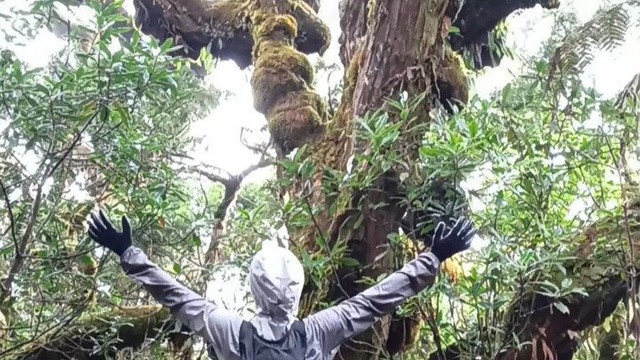 Mt Pulag via Tawangan Trail