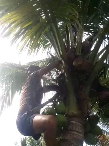 susah petik kelapa tuh