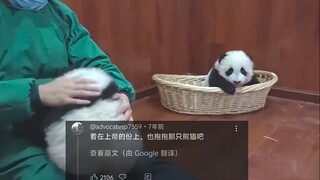 外网热议中国熊猫吃醋求拥抱搞笑瞬间，162万人浏览，网友:上帝都看不下去了