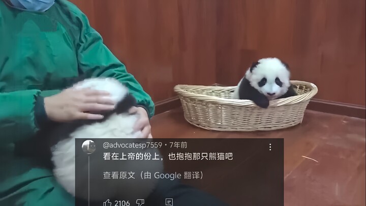 外网热议中国熊猫吃醋求拥抱搞笑瞬间，162万人浏览，网友:上帝都看不下去了