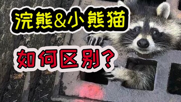 Gấu mèo và gấu trúc đỏ có gì khác nhau? Giải mã loài sinh vật kỳ diệu mà mọi người vừa nhắc đến tôi 