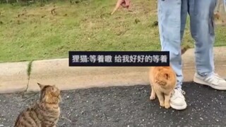 Two cats fought on campus, and the orange cat called for backup when it couldn't win.