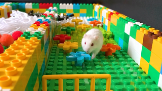 ภารกิจของหนูแฮมสเตอร์ EP 267