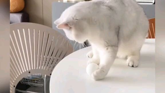 #Funnyvideos#funnycat