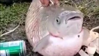 这是草鱼，没错