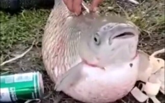 Ini adalah ikan mas, benar sekali.