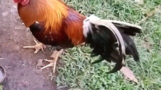 manokan