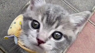 الطقس حار جدًا، حتى القطط الصغيرة تتعرق قدميها